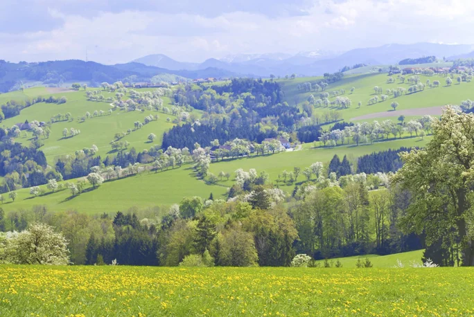 Ein idyllischer Blick auf üppig grüne Hügel und Täler unter einem teilweise bewölkten Himmel. Die Landschaft ist geprägt von blühenden Bäumen und weiten Wiesen, was eine ruhige und friedliche Atmosphäre schafft. In der Ferne sind Berge zu sehen, die der Szene zusätzliche Tiefe verleihen.